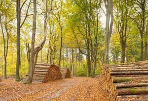 Speulder und Spielder Wald (Niederlande) von Marcel Kerdijk