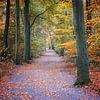 Wanderweg durch einen Herbstwald mit roten und goldenen Blättern, co von Maren Winter