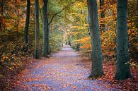 Voetpad door een herfstbos met rode en gouden bladeren, co van Maren Winter thumbnail