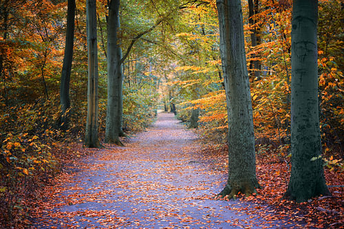 Wanderweg durch einen Herbstwald mit roten und goldenen Blättern, co