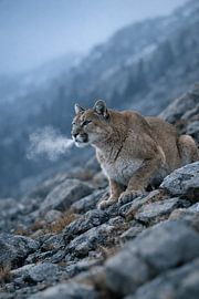 Puma in cold morning mist – powerful wildlife photograph in rugged mountain landscape
