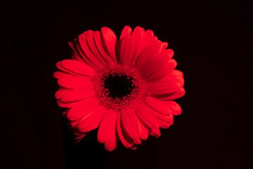 Transformerende Gerbera: Van Roze naar Rood door Gelflitslicht van Jolanda Hugens Kommers