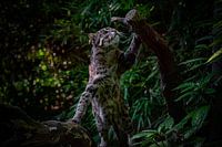Fishing cat