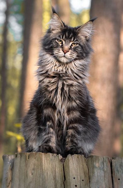 Portrait d'un chat Maine Coon par Het Boshuis