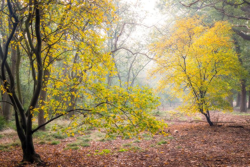 Bunte Johannisbeerbäume im Herbst, Utrechtse Heuvelrug, Niederlande von Sjaak den Breeje Natuurfotografie