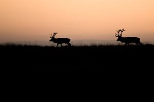 Cerfs rouges en rut sur Danny Slijfer Natuurfotografie