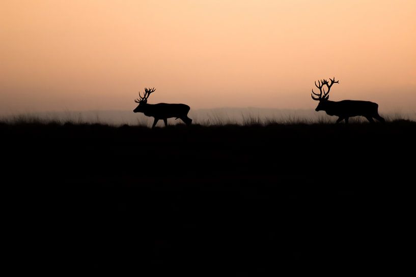 Cerfs rouges en rut par Danny Slijfer Natuurfotografie