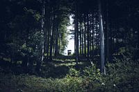 Jagershut in het bos