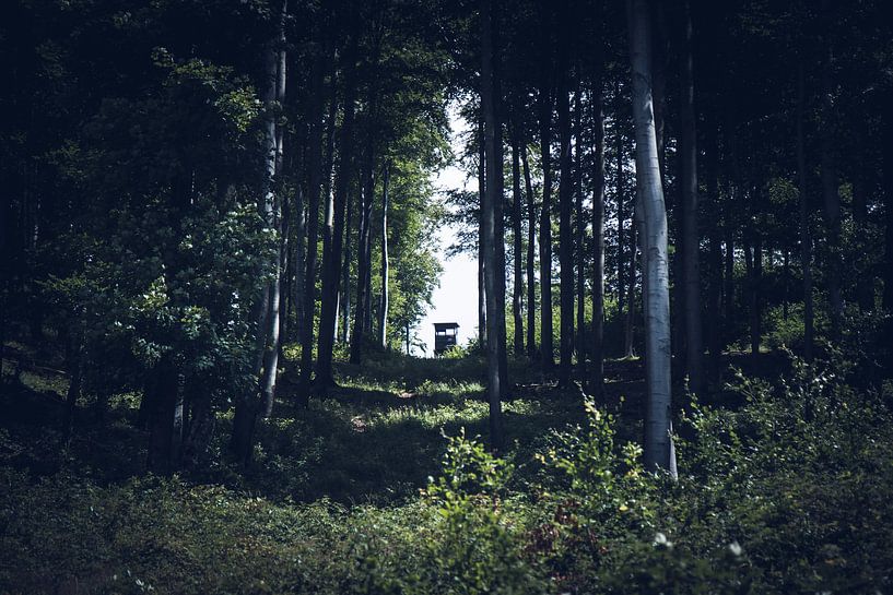 Cabane de chasse dans la forêt par Suzanne Schoepe