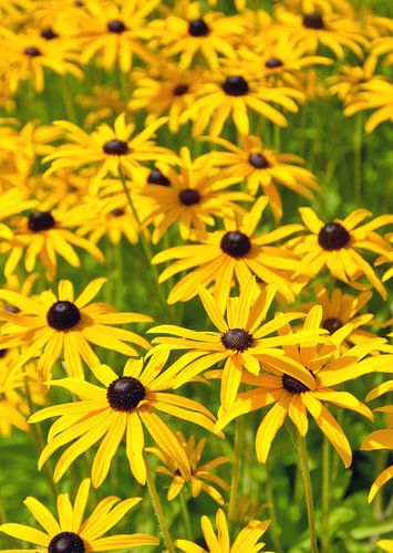 Rudbeckia