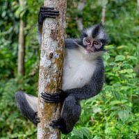 Thomas Affe