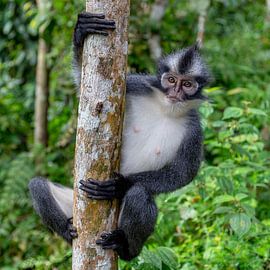 Thomas Monkey sur Alessandro Catta