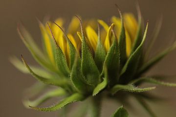 Sonnenblume von Bärbel Severens