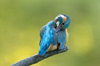 Pinsel Eisvogel auf Ast