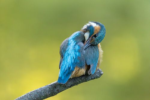 Pinsel Eisvogel auf Ast
