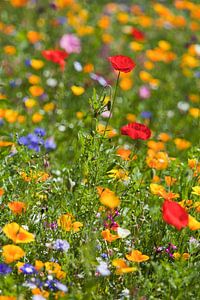 Blumenwiese mit Klatschmohn im Sommer von Werner Dieterich