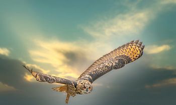 A Eurasian eagle owl. Flies with wings outspread against a dramatic sky.