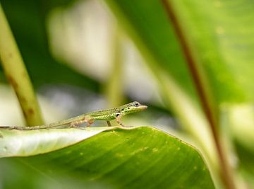 Salamander op plant in Martinique
