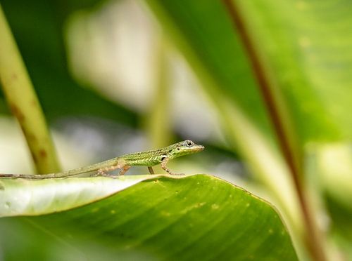 Salamander auf einer Pflanze in Martinique von Ron van der Stappen