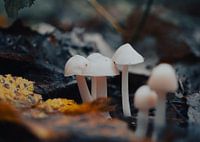 Cute Dutch Autumn Mushrooms