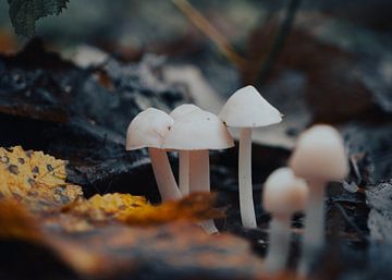 Cute Dutch Autumn Mushrooms by Atomic Photos