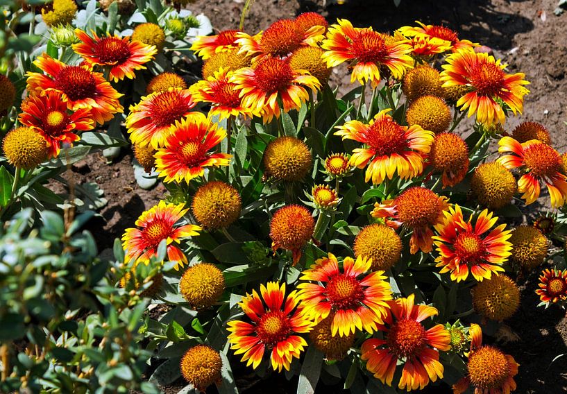 Blumen von Mikhail Pogosov