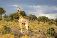 Girafe