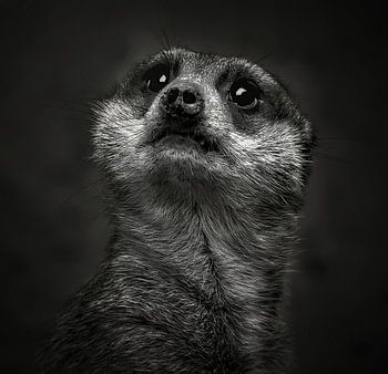 De blik van onschuld
