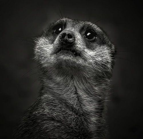 De blik van onschuld