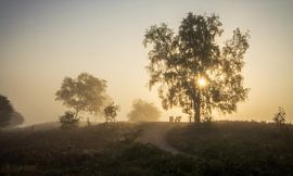 Ein Moment der Stille: Sonnenaufgang im Nebel von Hevonax Photography