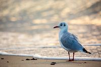 Mouette sur la plage de la mer Baltique