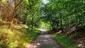 Cycle path through forest in dunes
