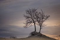 arbres dans la lumière du matin