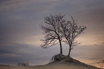 bomen in ochtend licht van Rene van Rijswijk