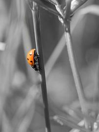 Lady in Red sur Pixel4ormer