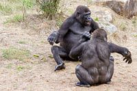 Gorilla's heerlijk aan het stoeien