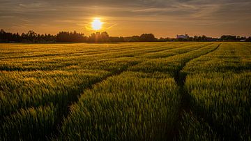 Het wuivende koren in Maasbracht