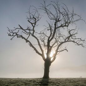 Im Morgennebel von Anselm Ziegler Photography
