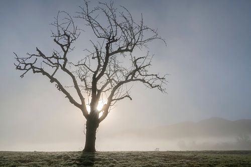 Im Morgennebel von Anselm Ziegler Photography