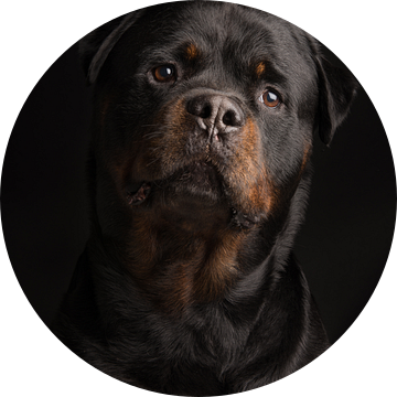 Rottweiler portret tegen een zwarte achtergrond van Elles Rijsdijk