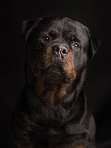 Rottweiler portret tegen een zwarte achtergrond