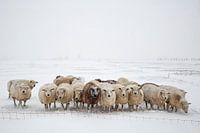 Schapen in de sneeuw - 1