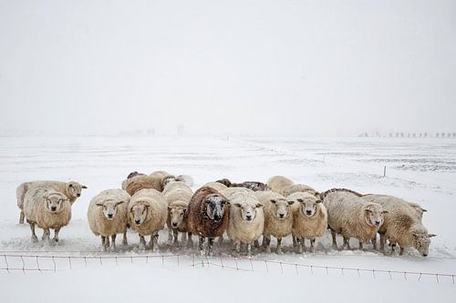Schapen in de sneeuw - 1