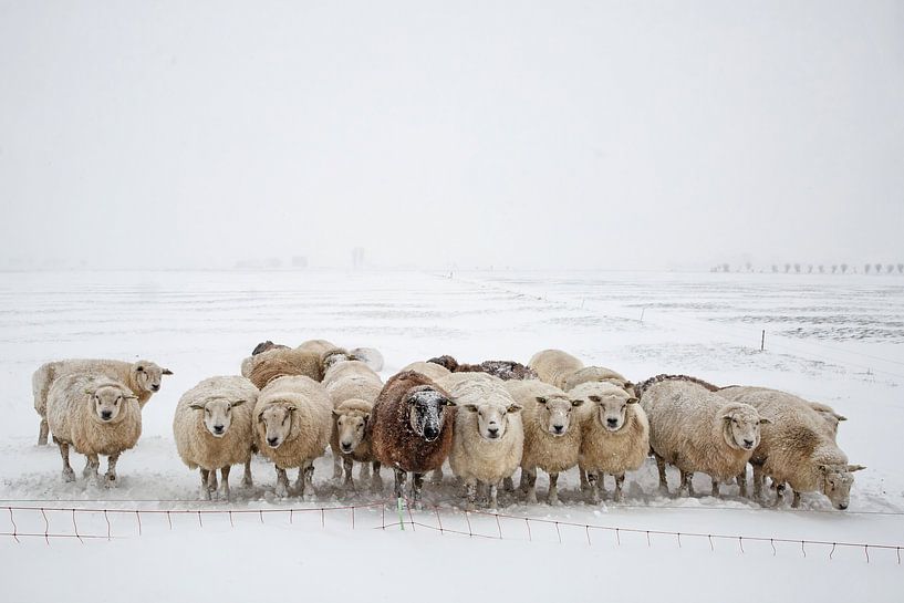 Schapen in de sneeuw - 1 van Henk Bogaard