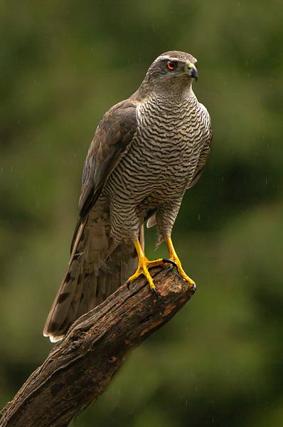 Der Falke. von Wouter Van der Zwan