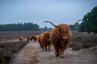 Schotse hooglander kudde in draf naar voeder plaats van Humphry Jacobs thumbnail
