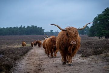 Schotse hooglander kudde in draf naar voeder plaats van Humphry Jacobs