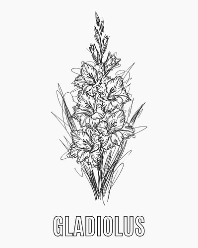 Minimalistisches Poster mit Strichzeichnung einer Gladiolenblüte – weiße Ausgabe