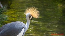 Natuur en dieren
