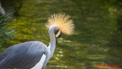 Natuur en dieren